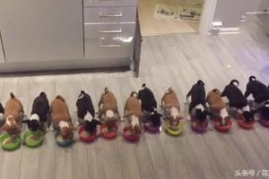 狗媽媽一窩生了14隻，小狗們排排吃飯，場面太壯觀了 !
