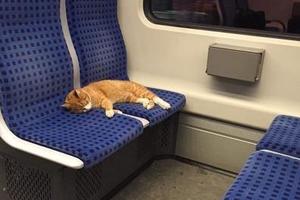 橘貓坐車一次占倆位子還睡到打呼，這隻柴柴卻連月台都上不去XD