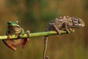 樹蛙在樹上縱聲高歌，變色龍走過去一把捂住它的嘴