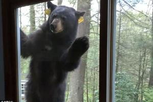 熊出沒！女子在家做餅乾，突然出現一隻熊，扒著窗戶想進來！