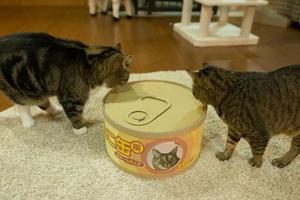 貓咪發現主人新買的巨大貓罐頭後 好奇的鑽進去​​ 沒想到下一瞬間竟…