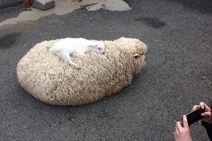 咩咩背著羊娃娃？超萌小羊累了直接睡在綿羊身上！