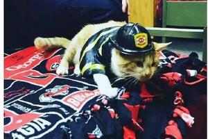 消防隊里來了一隻流浪貓，於是全隊都開始吸貓