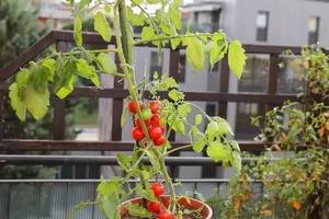 學會這10個盆栽番茄的技巧 一盆就能結滿幾十個果子