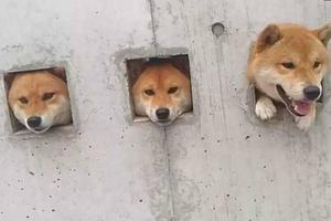 3隻狗狗被卡在牆上，路人想上前拯救，看到提示語紛紛笑著走開