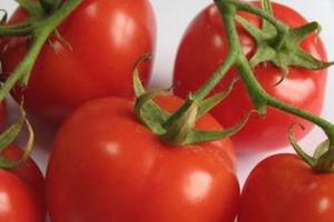 多吃番茄有哪些好處？多吃番茄健康多