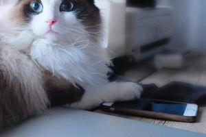 貓咪趣事，為什麼貓咪會把桌上的東西都推下去，如何糾正？