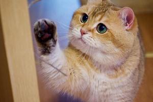 5個跡象表明貓咪壓力過大，應該如何為貓咪緩解呢？