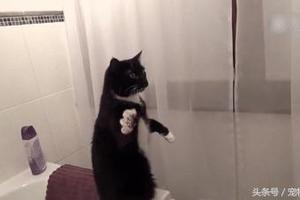 奶牛貓在衛生間玩耍，突然站在浴盆上手舞足蹈，真實原因令人笑翻XD