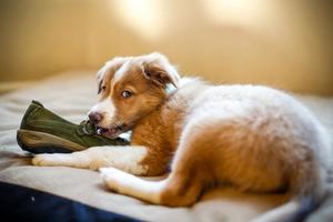 為什麼你的狗狗喜歡啃鞋子，當狗狗啃鞋子的時候不要責怪它