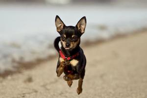 適合家養小型犬點評：不掉毛無體臭不亂叫的小夥伴們