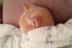 主人叫貓咪起床，貓咪一臉的不高興，翻個身被窩裡面接著睡