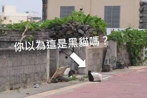 看背影以為是只黑貓……轉過頭來立刻笑噴：你在敷面膜喔