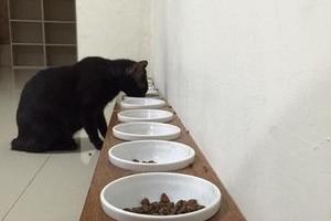 家有13貓！它卻天天孤單吃飯，以為排擠，原來在清場！