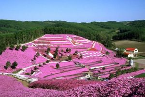 比日本櫻花還要美的，是芝櫻花海~~~4月至6月是日本賞芝櫻最好的時間