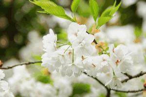 心理測試：如果變成蜜蜂，你會落在哪朵花上？測出你的心理狀態！