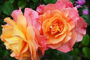心理測試：四朵玫瑰選一朵，測出你性格中最大的優點？