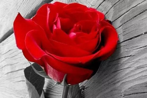 4朵玫瑰，哪朵盛開時間長？測你和他的愛能持續多久？