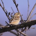 70年首見珍稀鳥類「栗斑腹鵐」，全球僅存的數量不到1000隻