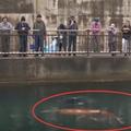 人們海邊散步發現巨型紅色生物…男子潛下去觀察嚇得連滾帶爬衝上岸！