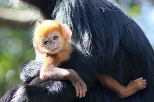 「瀕危」黑葉猴寶寶，牠全身的金毛閃閃發亮，在黑色猴群中看起來像是「領養來的」