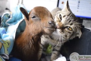 愛貓網：每天同床療癒，虎斑貓自願當小山羊「貼身護士」