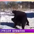 俄羅斯壯漢養熊當寵物雪地裡嬉戲抱摔