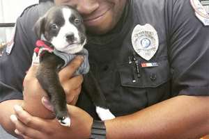 這名警官在執勤公務時，撞見到了這隻被棄養的小狗狗，於是他決定…讓人直呼鐵漢柔情！