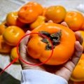 柿子渾身都是藥，但並非所有人都能吃，3種情況下不宜吃柿子！
