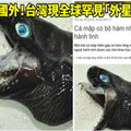 紅到國外！台灣出現全球罕見「外星怪魚」外媒嘖嘖稱奇：太酷了！