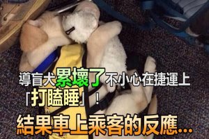 導盲犬累壞了不小心在捷運上「打瞌睡」！結果車上乘客的反應.. 