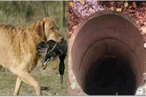 瘸腿狗狗每日叼著食物扔進樹林裡的枯井，井下的東西被嚇傻了！