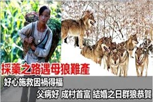 心善採藥女救母狼，誰知卻因...此因禍得福，成村首富，結婚之日群狼恭賀。。