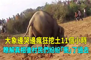 大象邊哭邊瘋狂挖土11個小時，瞭解真相後村民們紛紛「衝」了過去
