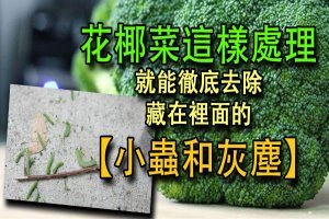 花椰菜「這樣處理」就能徹底去除藏在裡面的小蟲和灰塵！