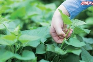 「千萬別不吃地瓜葉」，別怪我沒提醒你！保健養生 