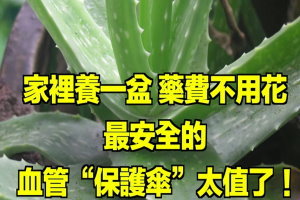 家裡養一盆，藥費不用花！最安全的血管“保護傘”，太值了 