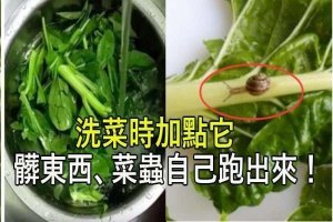 洗菜時加點它，髒東西、菜蟲自己跑出來！以前都白洗了！快學習吧！ 