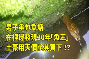 男子承包魚塘，在裡邊發現30年「魚王」！土豪用天價將其買下！？