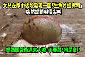 女兒在家中後院發現一團「生魚片握壽司」突然蠕動嚇得尖叫，媽媽聞聲衝過來大喊：不要殺！牠是寶！