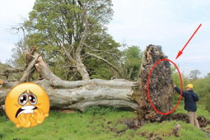 樹齡215歲的百年樺樹被連根拔起，沒想到樹根下竟埋藏了一個「近千年的秘密」…超驚悚！
