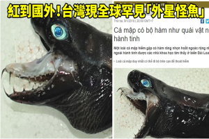 紅到國外！台灣出現全球罕見「外星怪魚」外媒嘖嘖稱奇：太酷了！