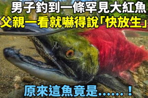 男子釣到一條罕見大紅魚，正洋洋得意時，父親一看就嚇得說「快放生」！原來這魚竟是 ......！