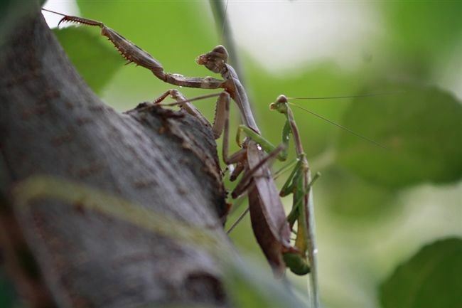 有網友分享一隻「巨型螳螂」，嚇壞一票網友。（示意圖／翻攝自Pixabay）