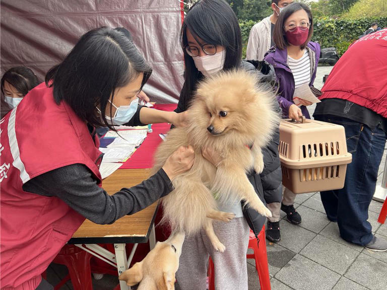飼主必須每年為家中的犬貓施打狂犬病疫苗。(動保處提供) 飼主必須每年為家中的犬貓施打狂犬病疫苗。(動保處提供)
