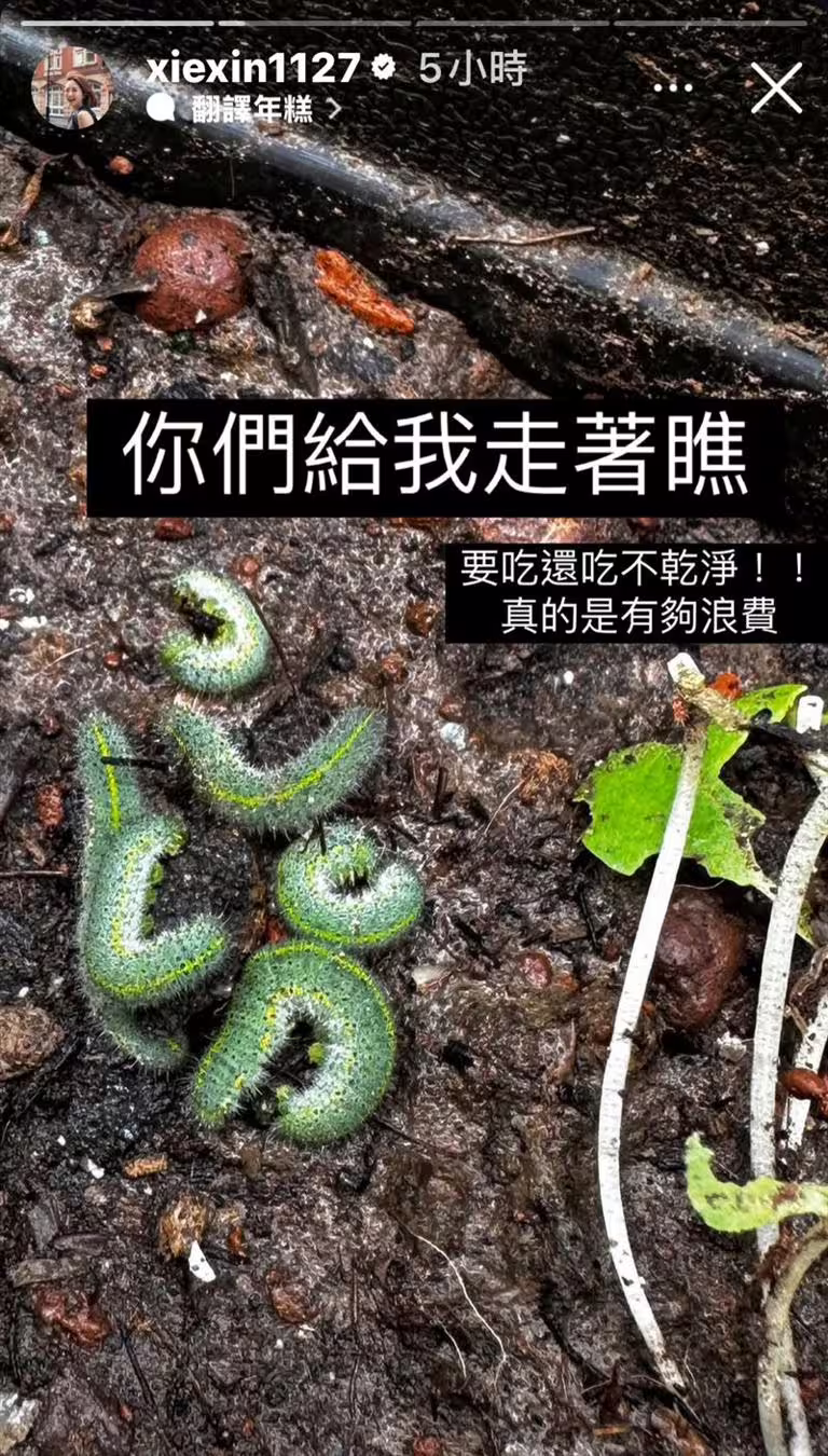 謝忻在社群媒體曬出菜園被毀的照片,還特寫六隻菜蟲。(圖/翻攝自謝忻IG) 謝忻在社群媒體曬出菜園被毀的照片,還特寫六隻菜蟲。(圖/翻攝自謝忻IG)