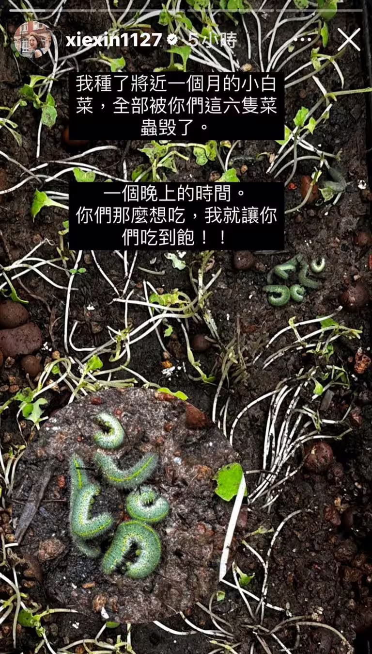 謝忻在社群媒體曬出菜園被毀的照片,還特寫六隻菜蟲。(圖/翻攝自謝忻IG) 謝忻在社群媒體曬出菜園被毀的照片,還特寫六隻菜蟲。(圖/翻攝自謝忻IG)