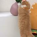 貓咪手滑打碎花瓶，竟牽扯出男主人的「秘密」：獎勵100條魚乾