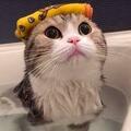 貓害怕洗澡怎麼辦？毛髒了不得不洗怎麼辦，方法給你了