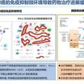 胰腺癌丨免疫治療前後多重免疫組化及ADC生物標記物蛋白組化